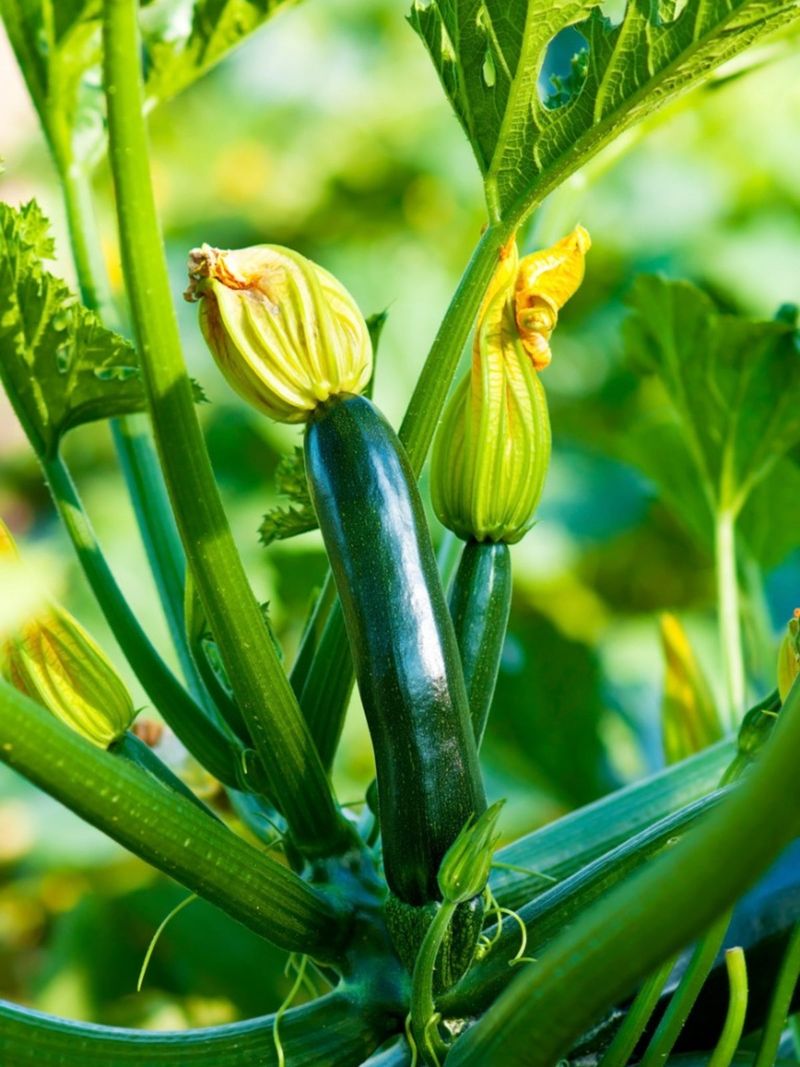 Know when pollination is only part of the problem Know when pollination is only part of the problem