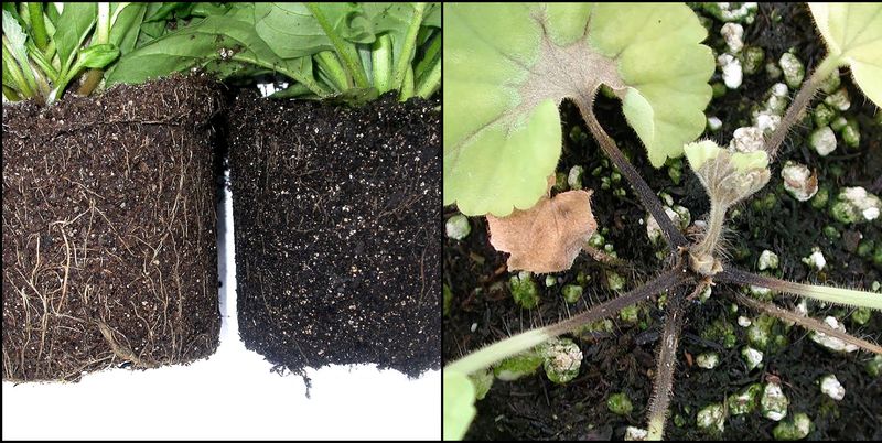 Know when wet soil points to failing roots