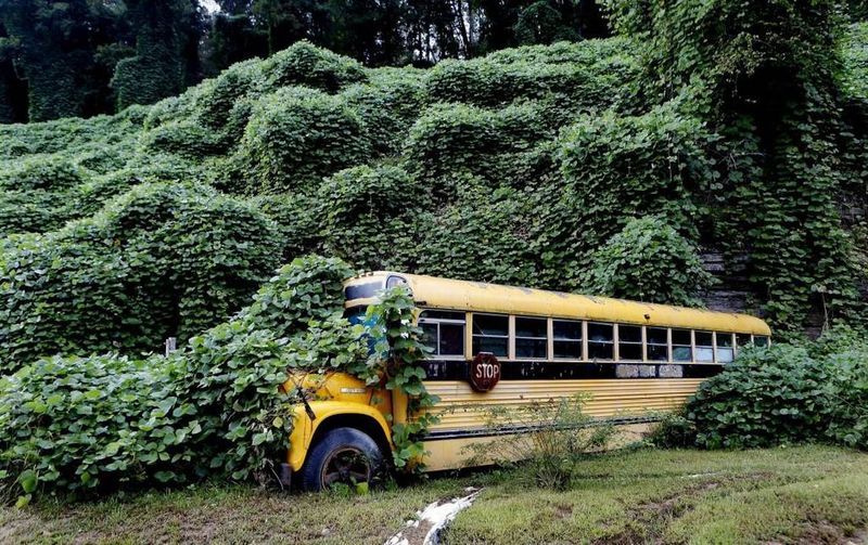 Kudzu