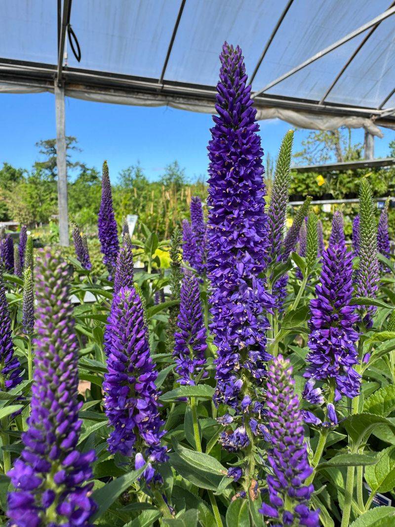 Veronica (Speedwell)