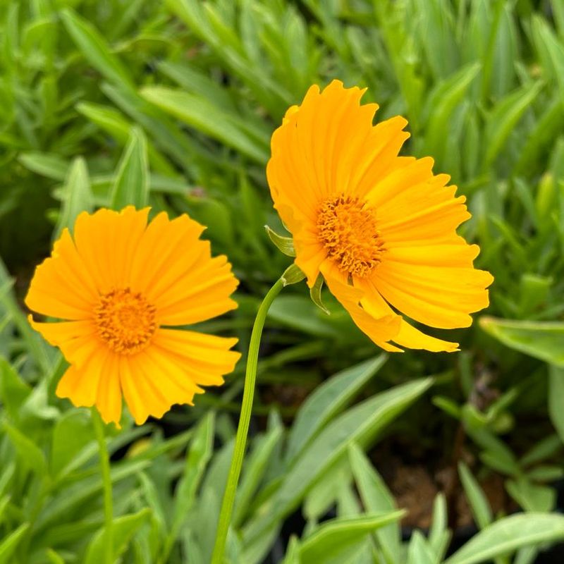 Lanceleaf Coreopsis