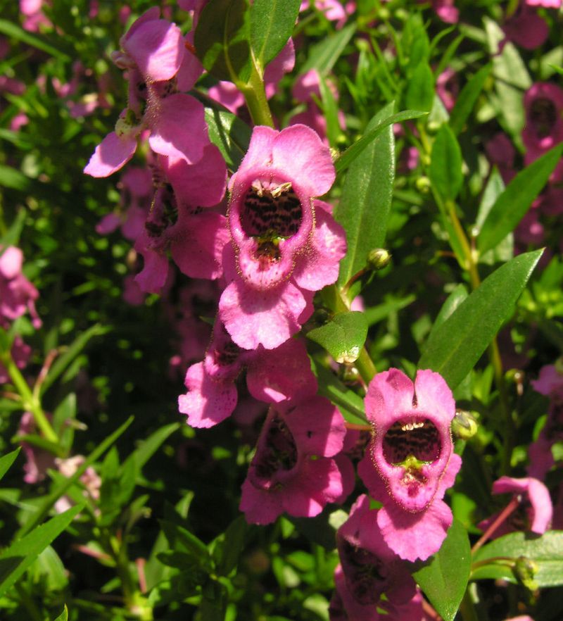 Angelonia (Summer Snapdragon)