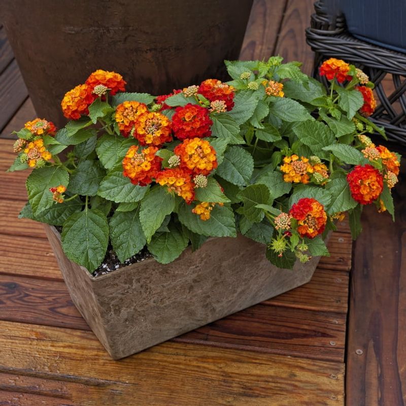 Lantana