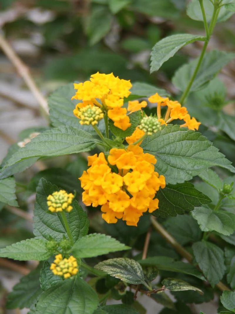 Lantana camara swapped for firebush