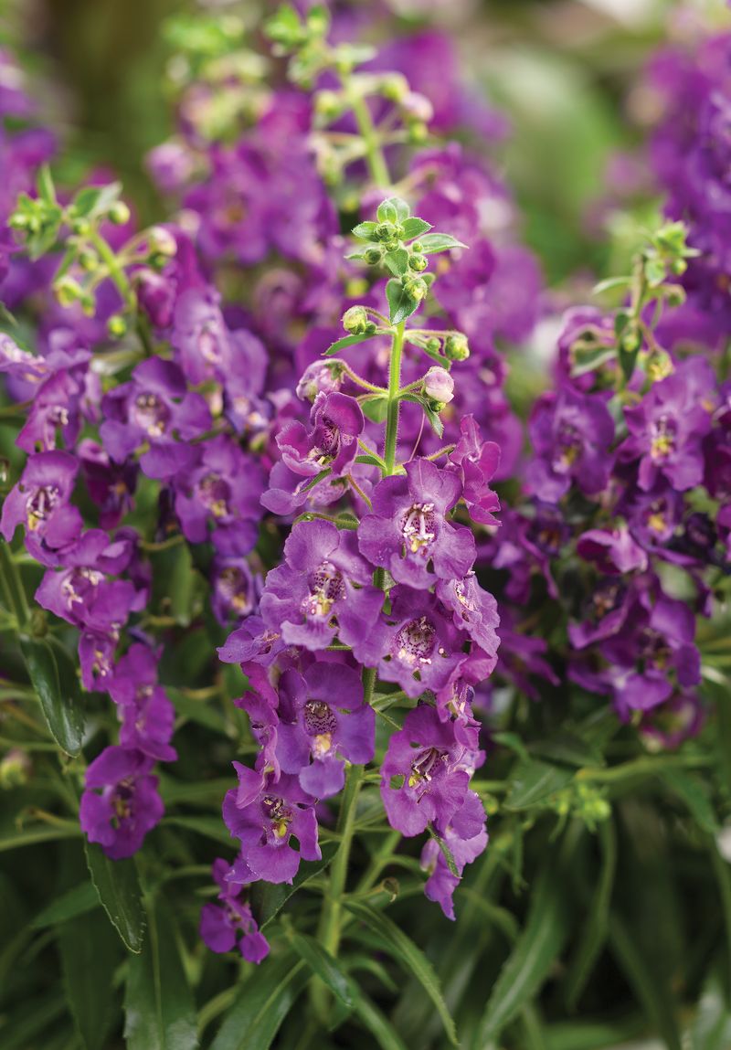 Angelonia (Summer Snapdragon)
