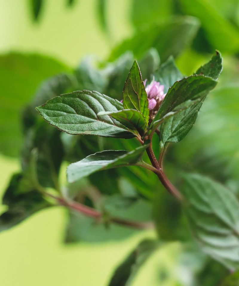 Peppermint