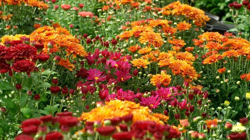 Chrysanthemums