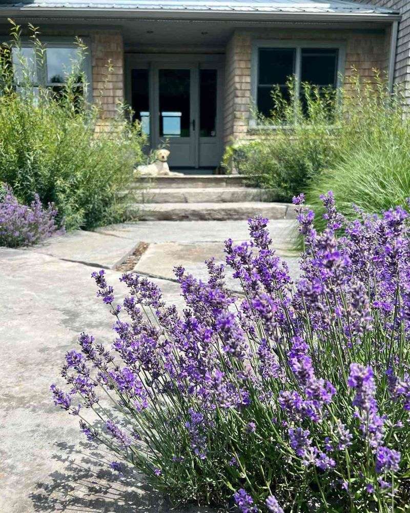 Lavender Lavender