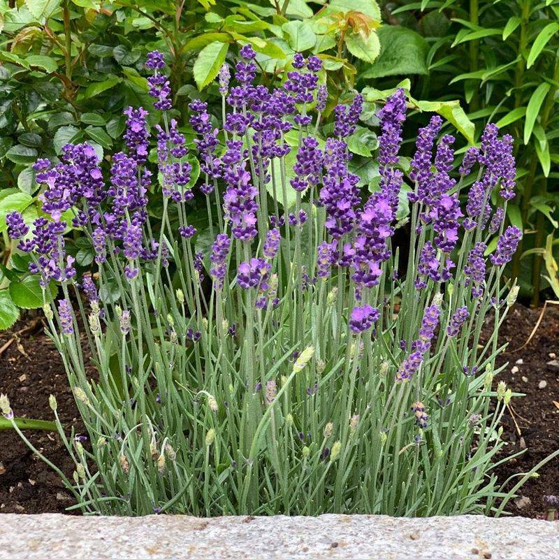 Lavender Lavender
