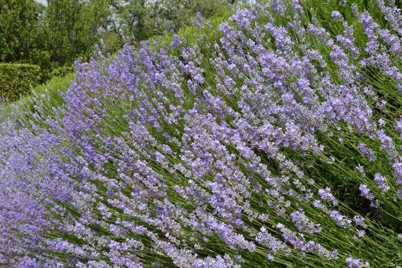 Lavender Lavender