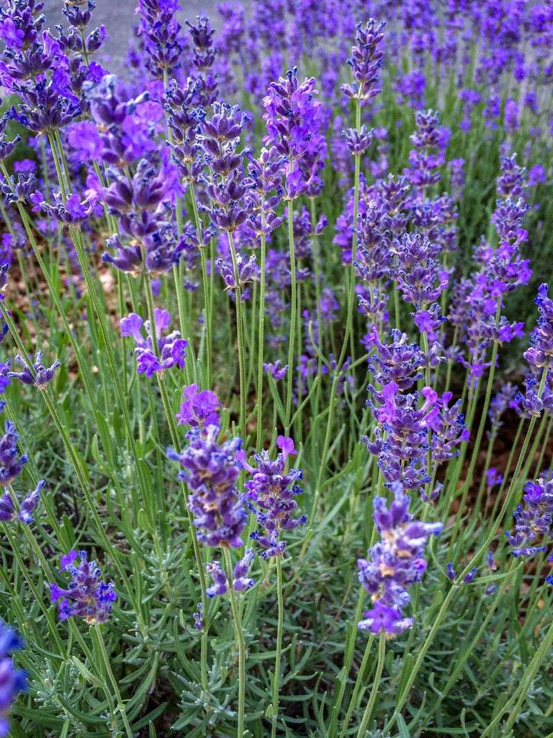 Lavender