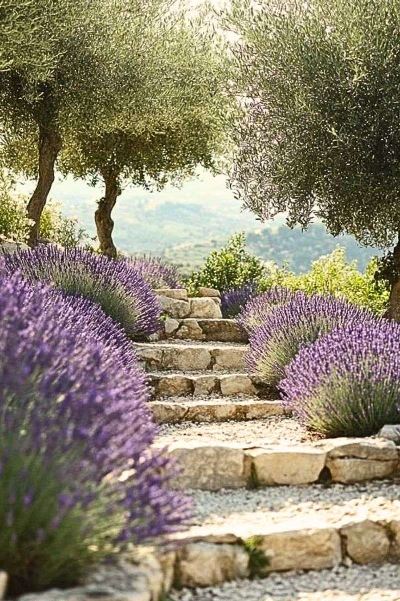Lavender (Lavandula) Lavender (Lavandula)