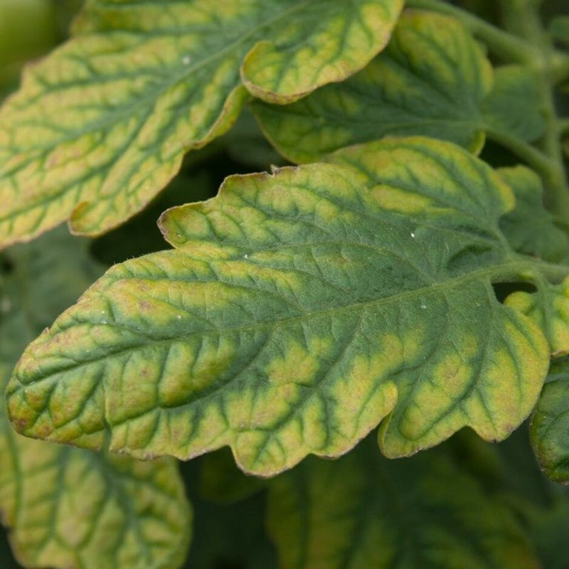 Leaf age and pattern offer clues about nitrogen and magnesium
