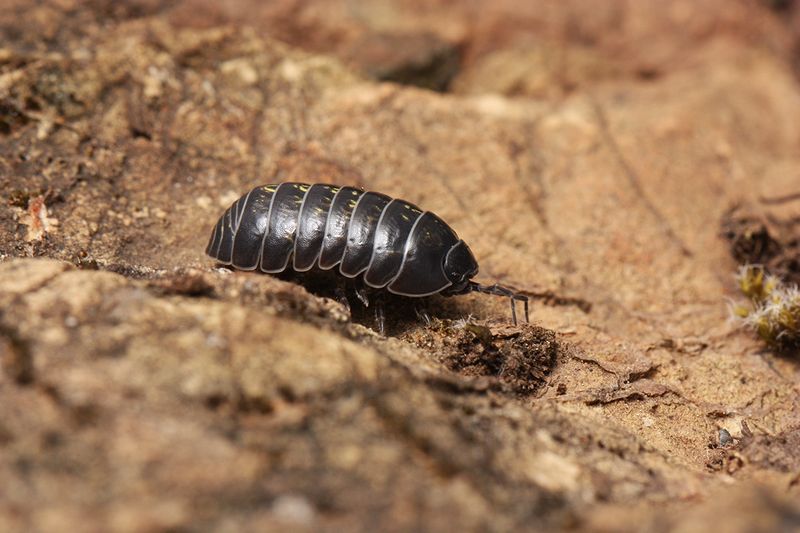 Leaf litter supports habitat, but it is not a mantis nursery