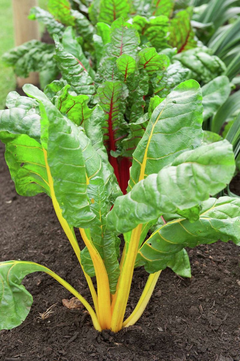 Leafy greens make the strongest repeat-harvest backbone Leafy greens make the strongest repeat-harvest backbone