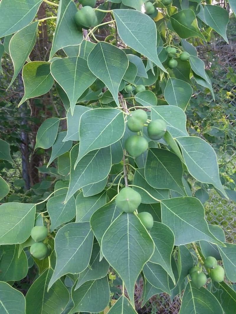Learn the attractive clues that reveal Chinese tallow Learn the attractive clues that reveal Chinese tallow