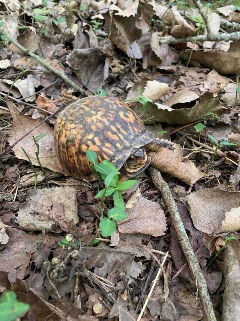 Leave a Healthy Turtle Where You Found It