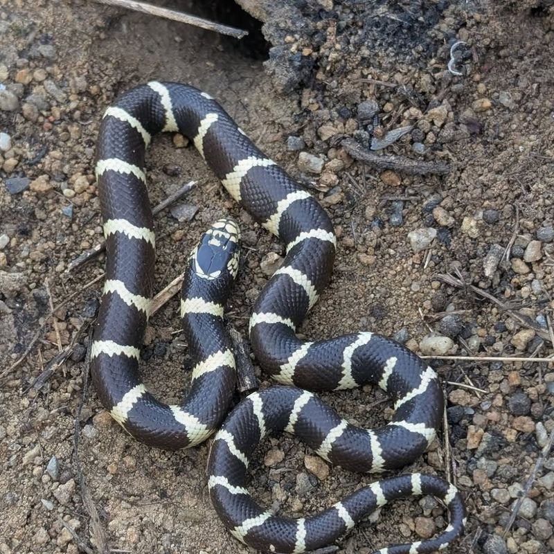 Leave a safely identified kingsnake alone—and do not manufacture a solution