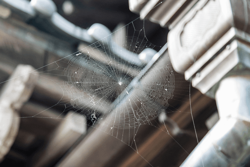 Leave harmless webs and remove only real obstructions