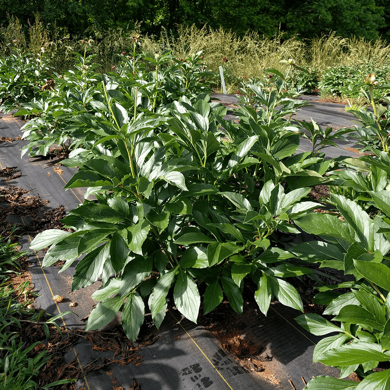 Leave healthy leaves in place