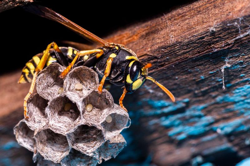Leave low-risk nests alone when you can Leave low-risk nests alone when you can