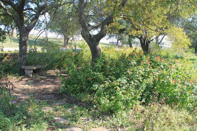 Leave room for spread and seasonal pruning Leave room for spread and seasonal pruning