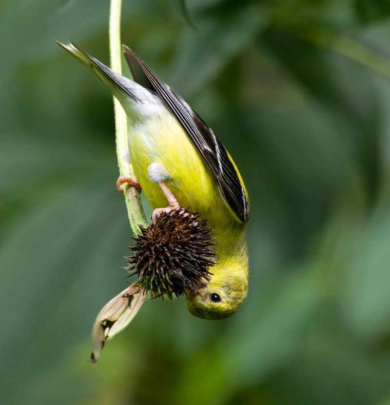 Leave selected seed heads for birds and winter interest