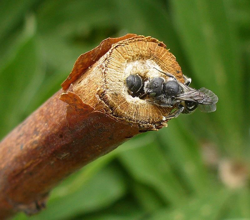 Leave some stems for native bees