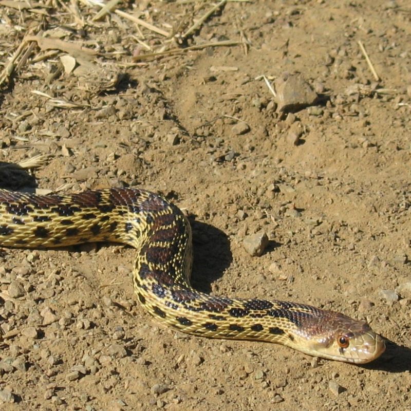 Leave the predator alone, then manage the evidence