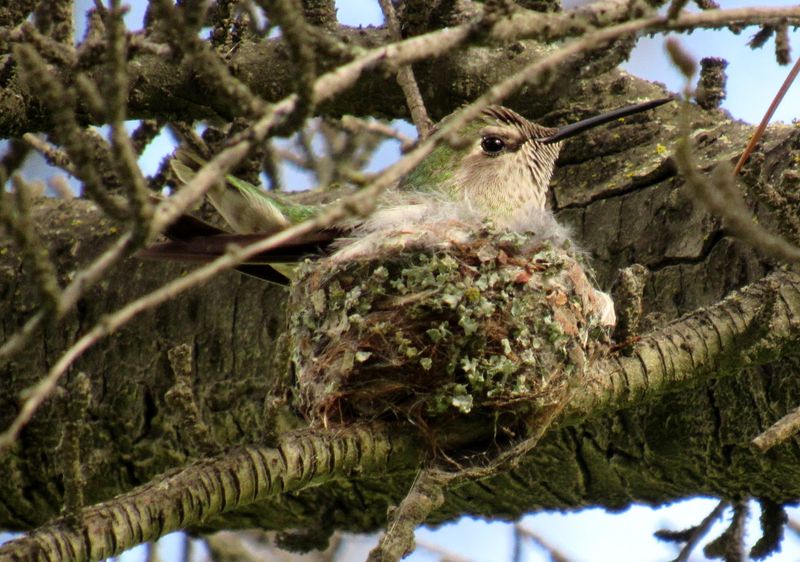 Leave the walnut-sized nest to do its work