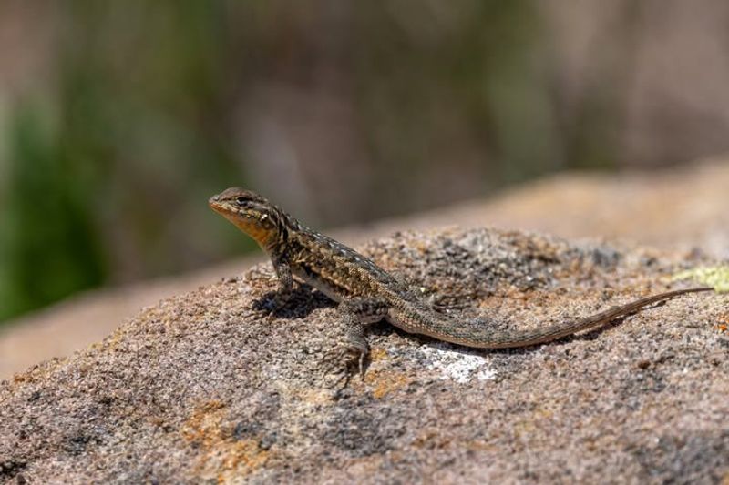 Leaving outdoor lizards alone is the soundest yard choice Leaving outdoor lizards alone is the soundest yard choice