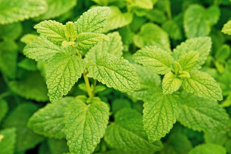 Lemon Balm (Melissa officinalis) Lemon Balm (Melissa officinalis)