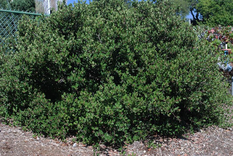Lemonade Berry (Rhus integrifolia) Lemonade Berry (Rhus integrifolia)