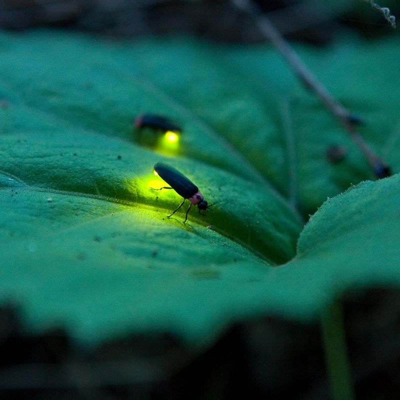 Ditch the Broad-Spectrum Pesticides