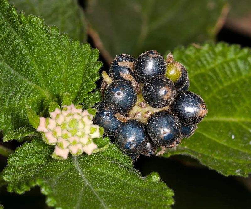 Let berry production guide the deadheading decision