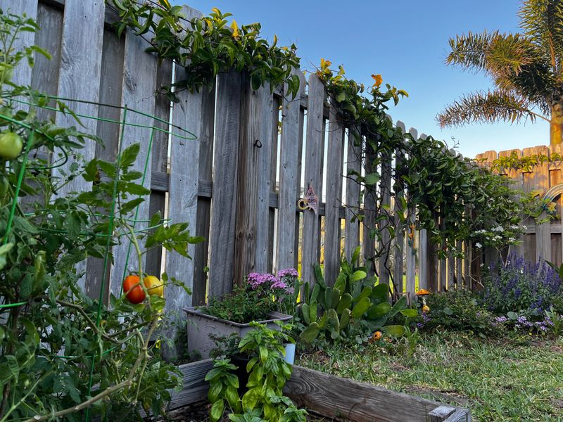 Know when maypop is the wrong fence plant
