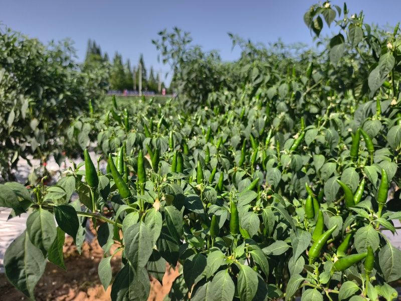 Let growing conditions determine whether to feed again Let growing conditions determine whether to feed again