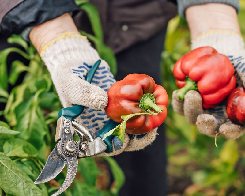 Let healthy fruit mature and harvest it carefully Let healthy fruit mature and harvest it carefully