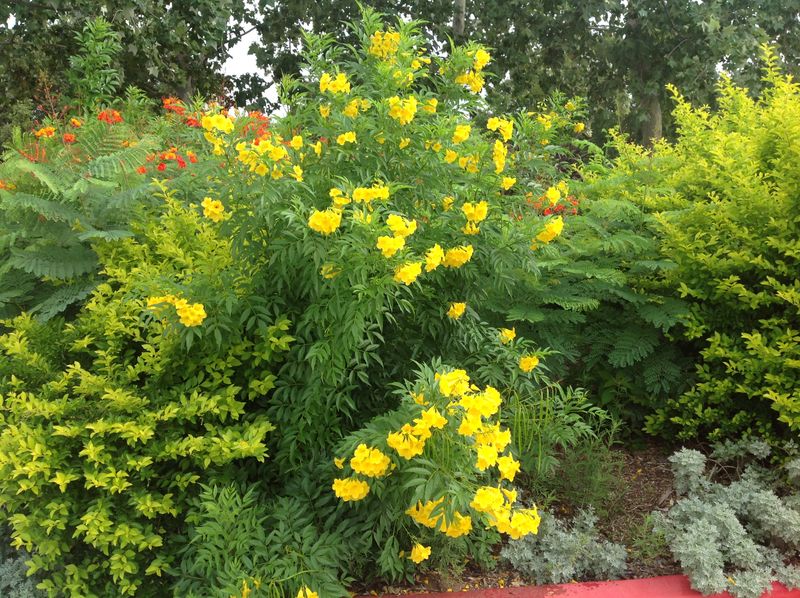 Let local weather decide how long flowering lasts Let local weather decide how long flowering lasts