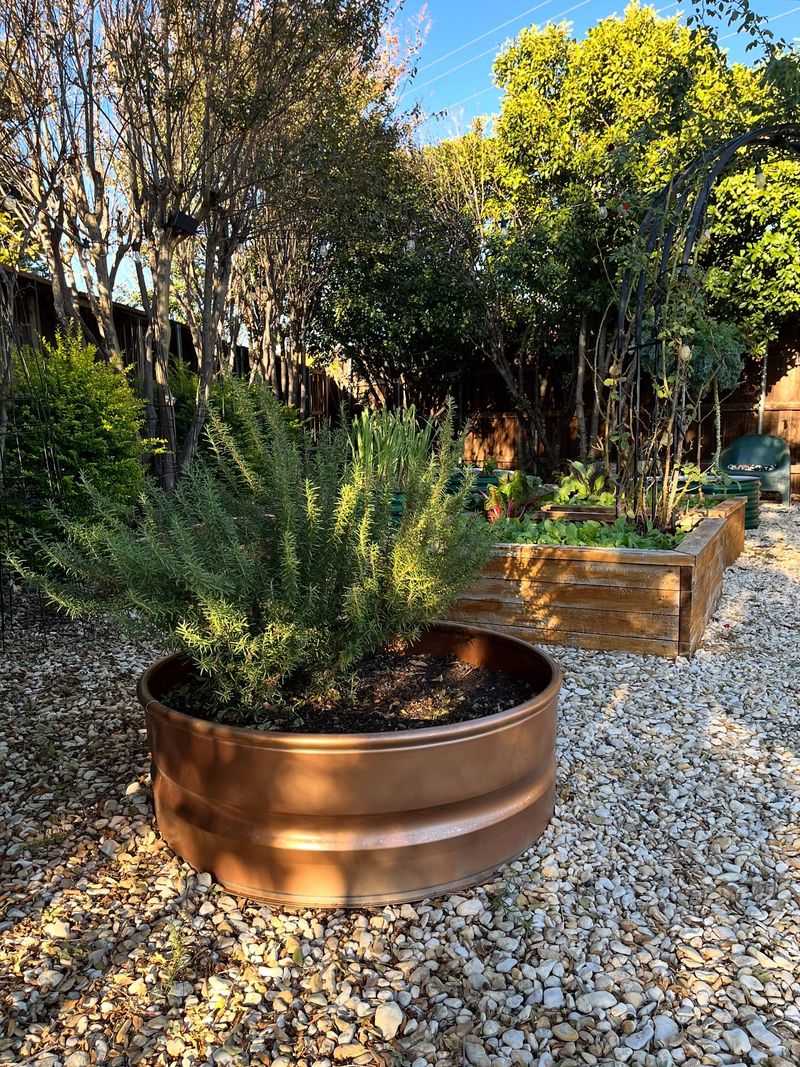 Let rosemary add value while the house does the protecting Let rosemary add value while the house does the protecting