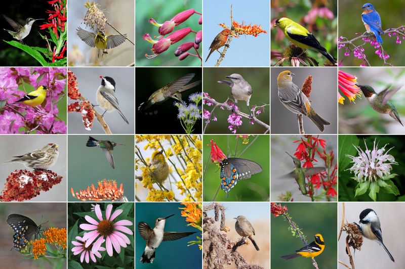 Let the Bushtits inform your yard routine, not replace it
