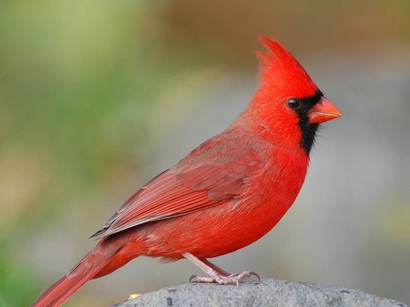 Let the Ecology Explain the Visit—and the Moment Mean What It Means to You Let the Ecology Explain the Visit—and the Moment Mean What It Means to You