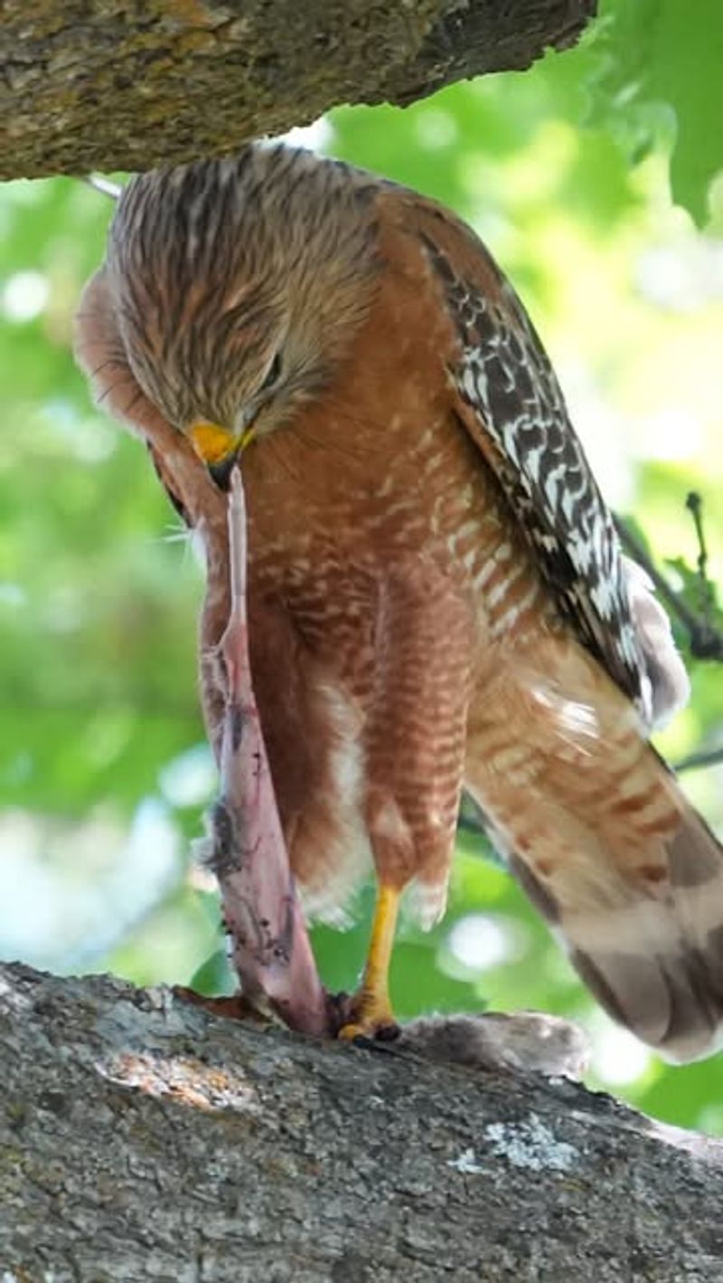 Let the Hawk Be Part of the Food Web, Not the Tick Plan