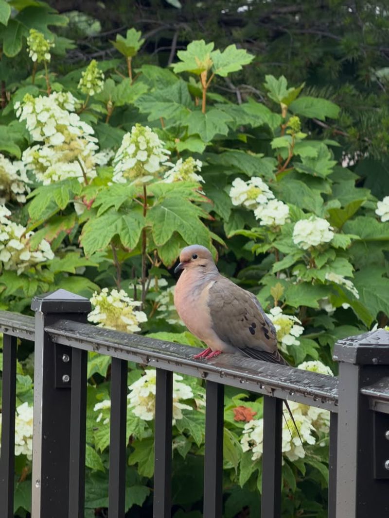 Let the dove’s verdict stay modest—and useful