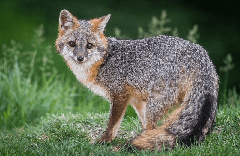 Let the fox be an incidental ally, not the solution Let the fox be an incidental ally, not the solution