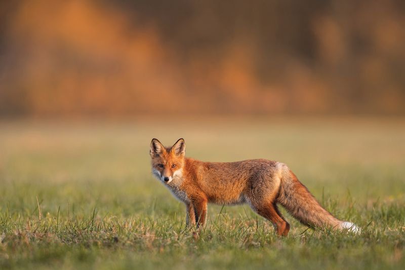 Let the fox be one uncertain part of the yard’s food web