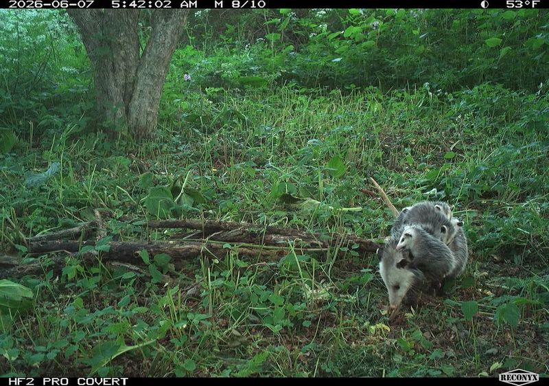 Let the opossum pass without feeding it