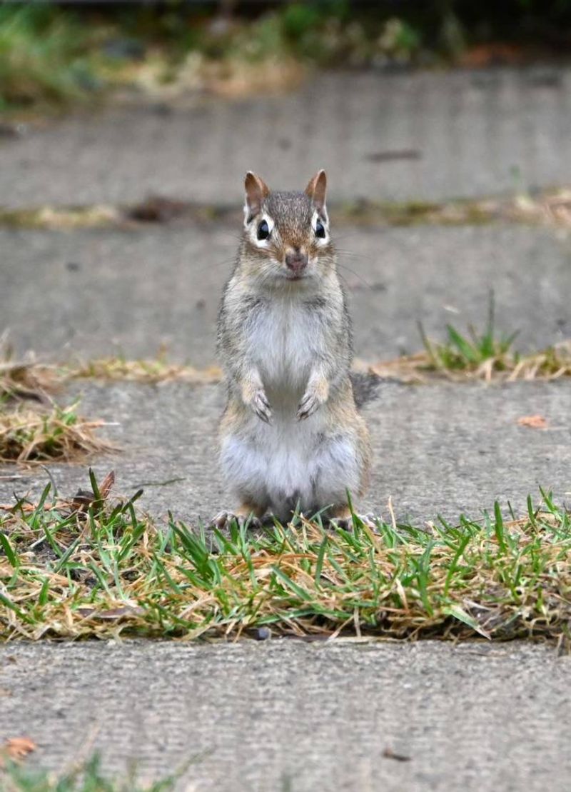 Let verified damage, not the sight of a chipmunk, set the response Let verified damage, not the sight of a chipmunk, set the response