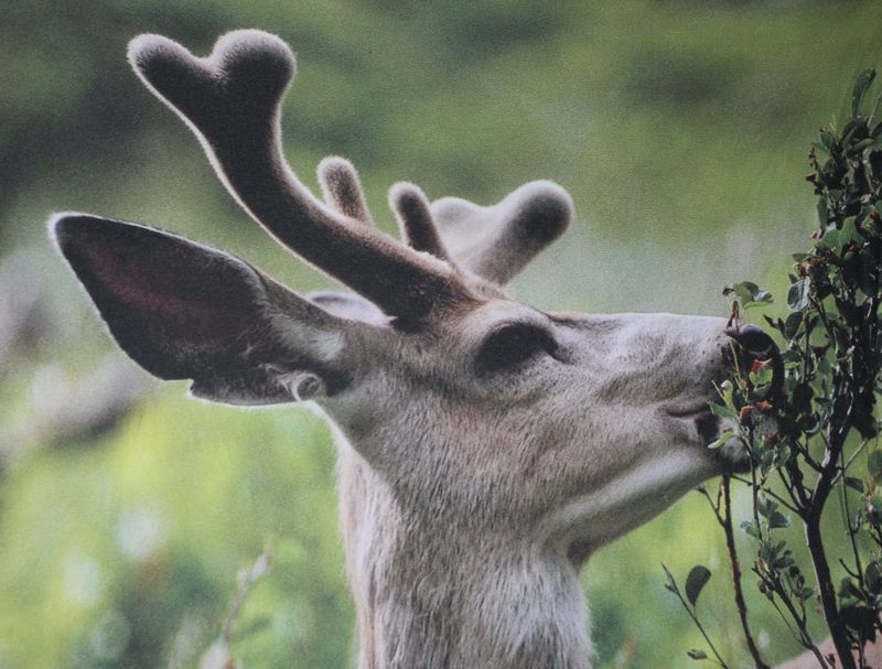 Letting Deer and Rabbits Snack Freely