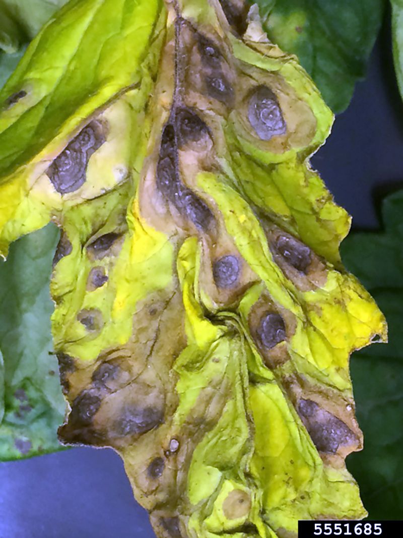 Ignoring Early Signs of Blight